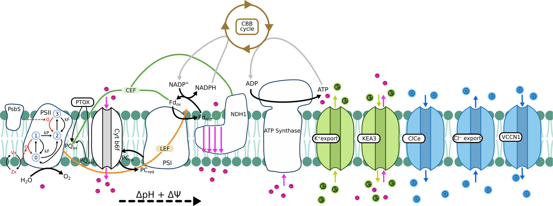 model-scheme