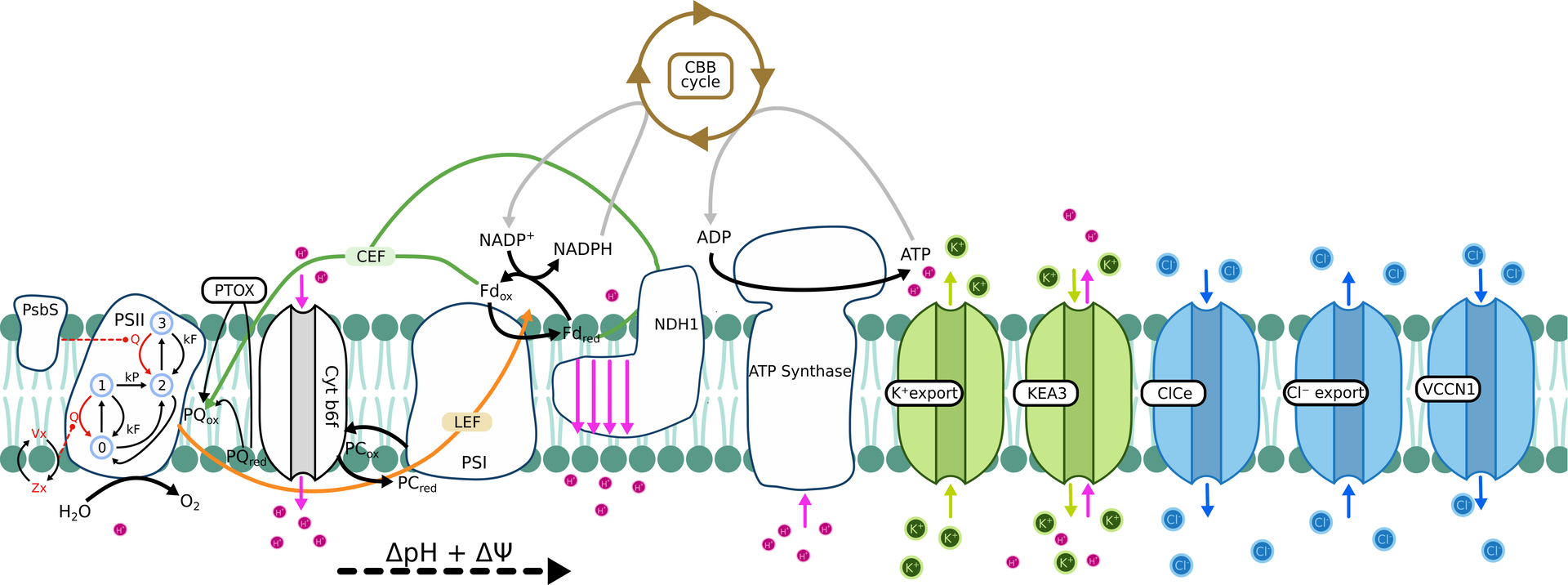 Photosynthesis dynamics scheme