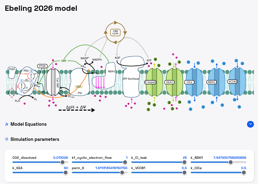 Screenshot of the Ebeling 2026 photosynthesis model in mxl-web, showing its thylakoid transport diagram and live parameter sliders