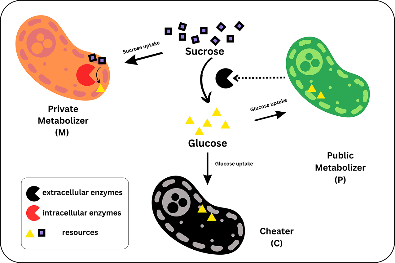 Schematic of the tripartite community: the public metabolizer secretes extracellular enzymes that hydrolyse sucrose into glucose, a shared resource taken up by the cheater; the private metabolizer imports and digests sucrose intracellularly using its own enzymes